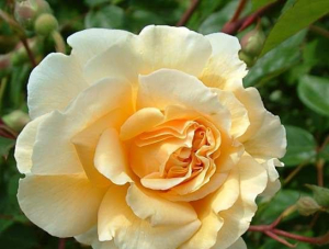 thumb_buff beauty rose
